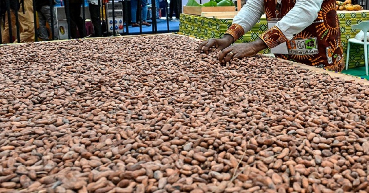 FG Committed To Boosting Oil Palm, Cocoa Production — Shettima